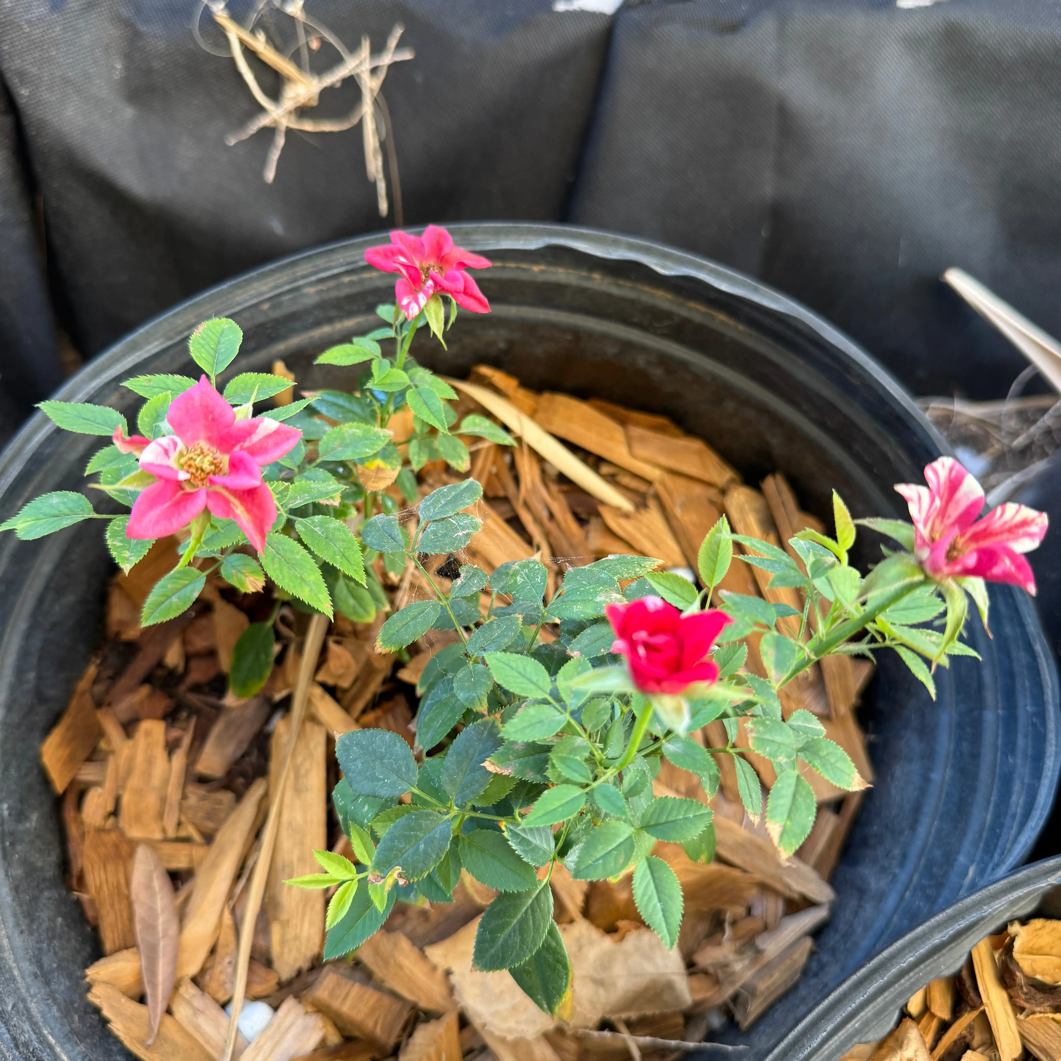 Photo of the plant species Hybrid Tea Rose by @CoolScholartree named Kesha on Greg, the plant care app