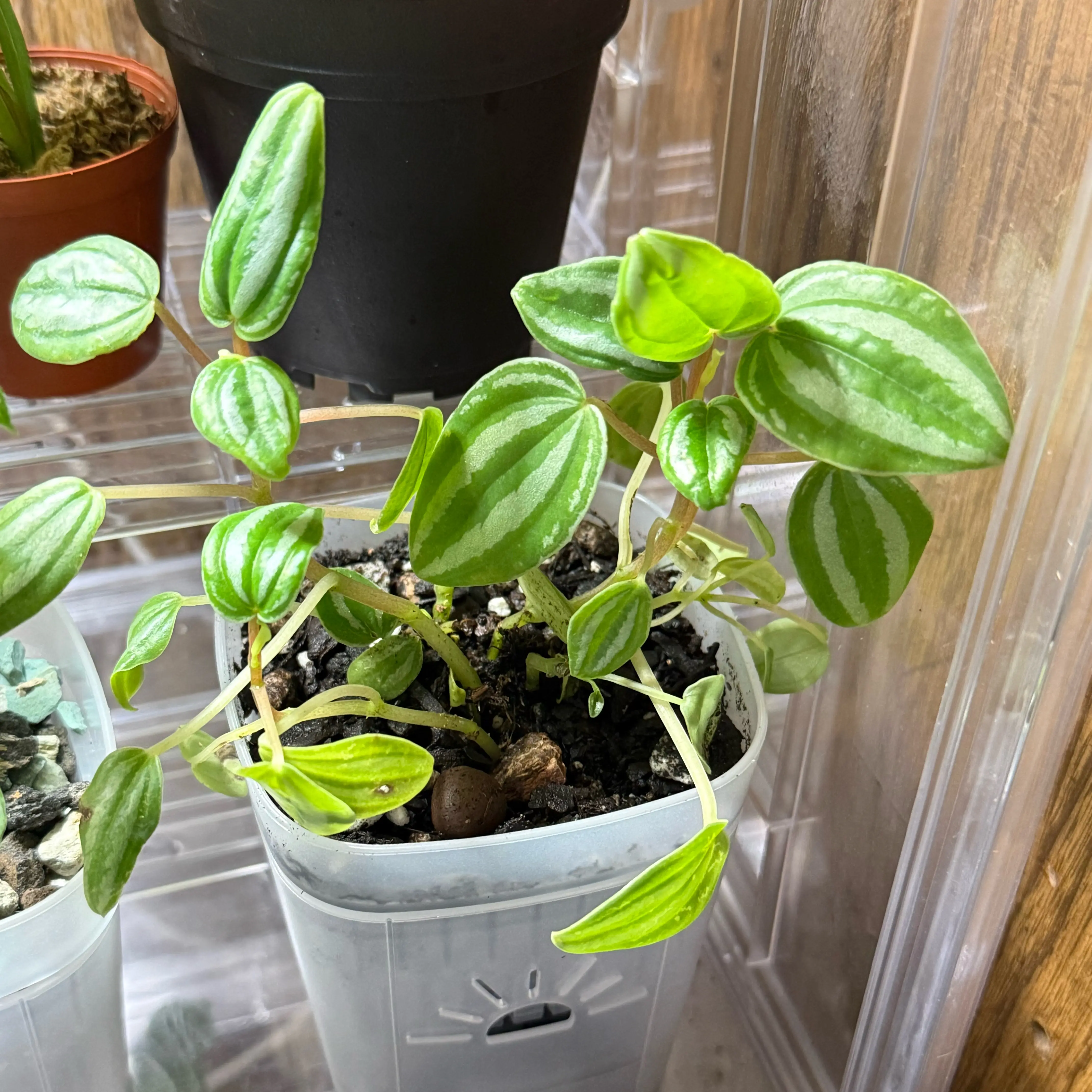 Photo of the plant species Peperomia Dwarf Watermelon by @CoolScholartree named Terra on Greg, the plant care app