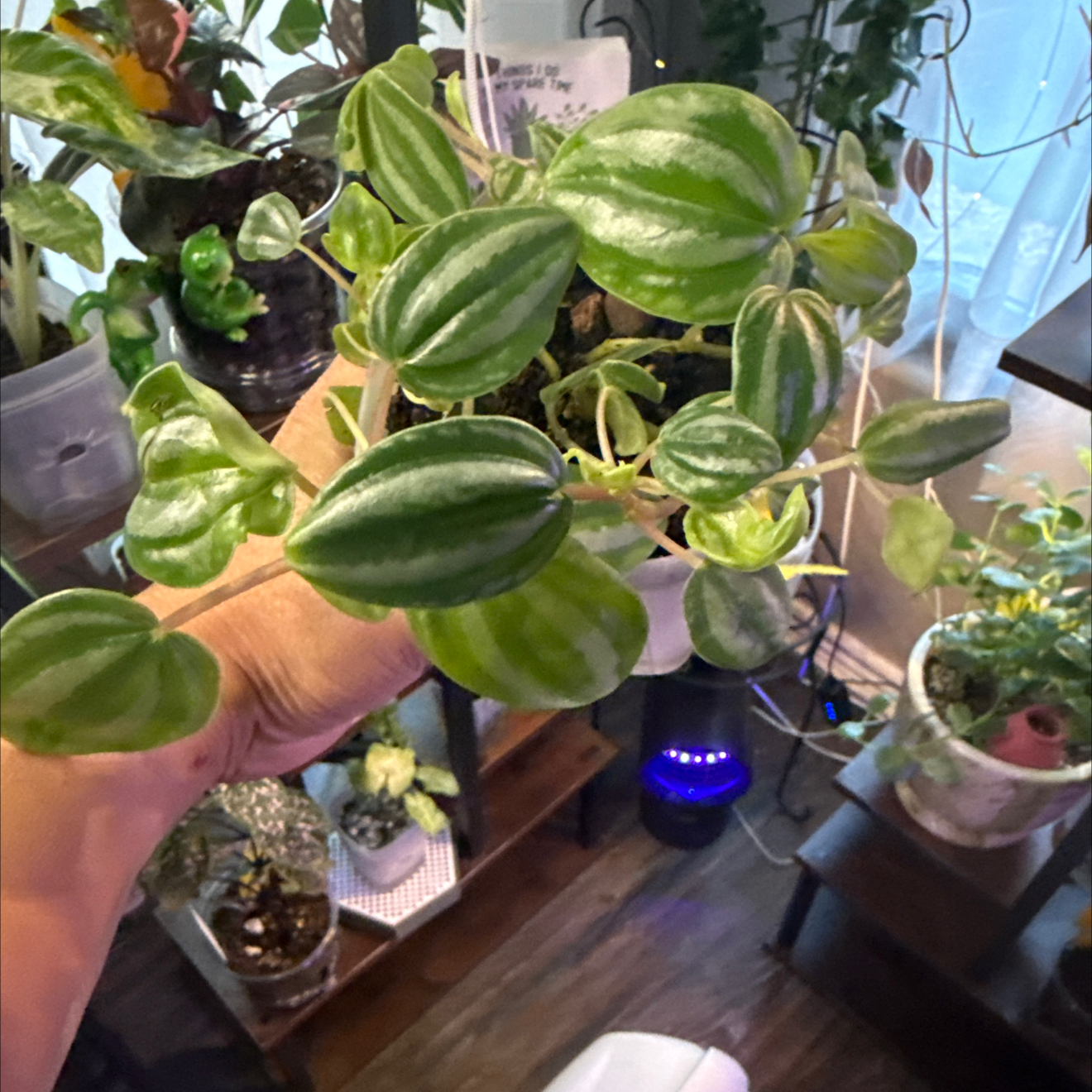 Photo of the plant species Peperomia Dwarf Watermelon by @CoolScholartree named Terra on Greg, the plant care app