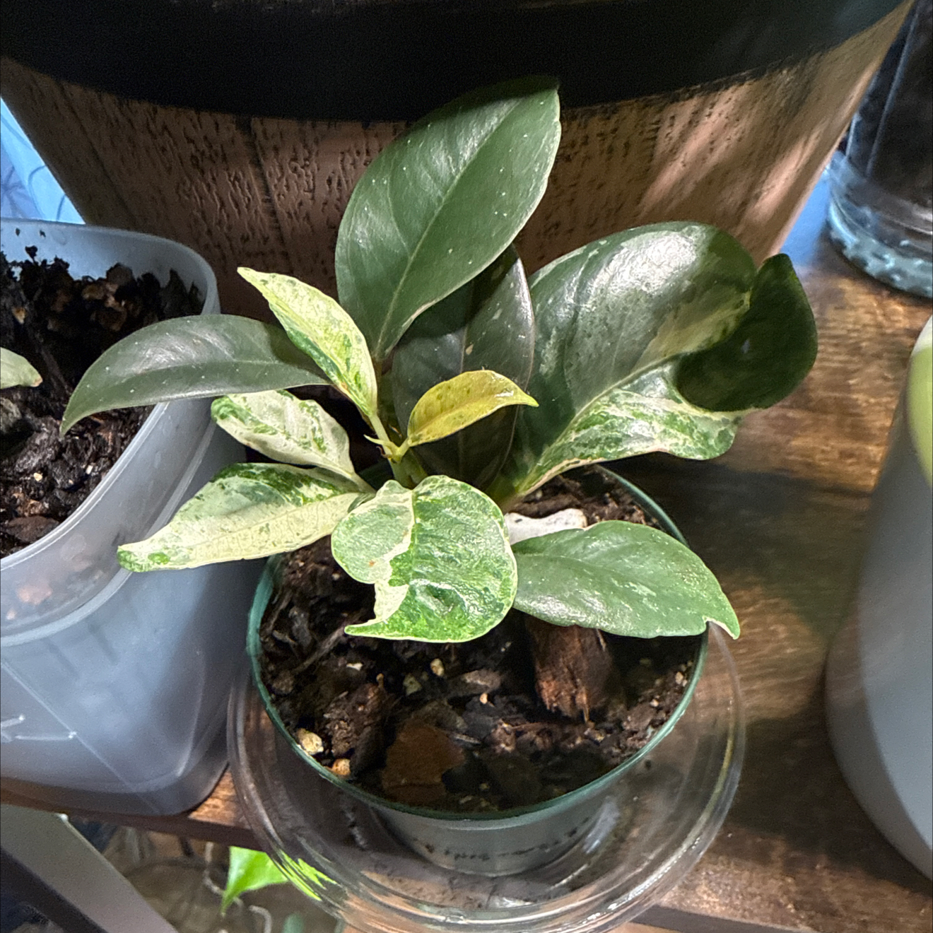 Photo of the plant species Ficus Moonshine by @CoolScholartree named Rihanna on Greg, the plant care app