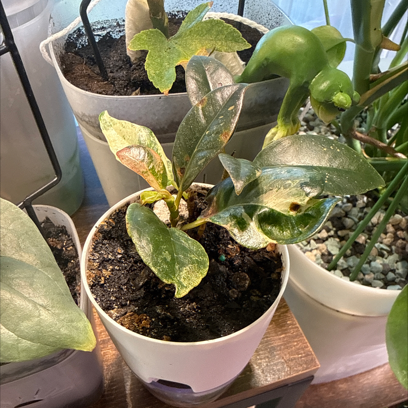 Photo of the plant species Ficus Moonshine by @CoolScholartree named Rihanna on Greg, the plant care app