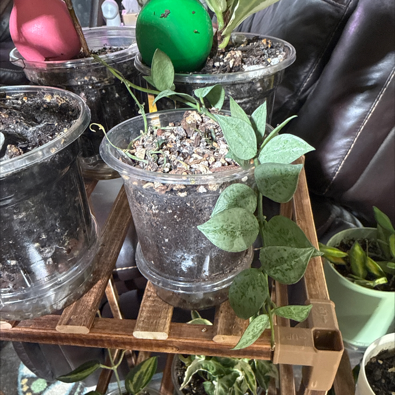 Photo of the plant species Super Silver Hoyaa Krohniana by @CoolScholartree named Willow on Greg, the plant care app