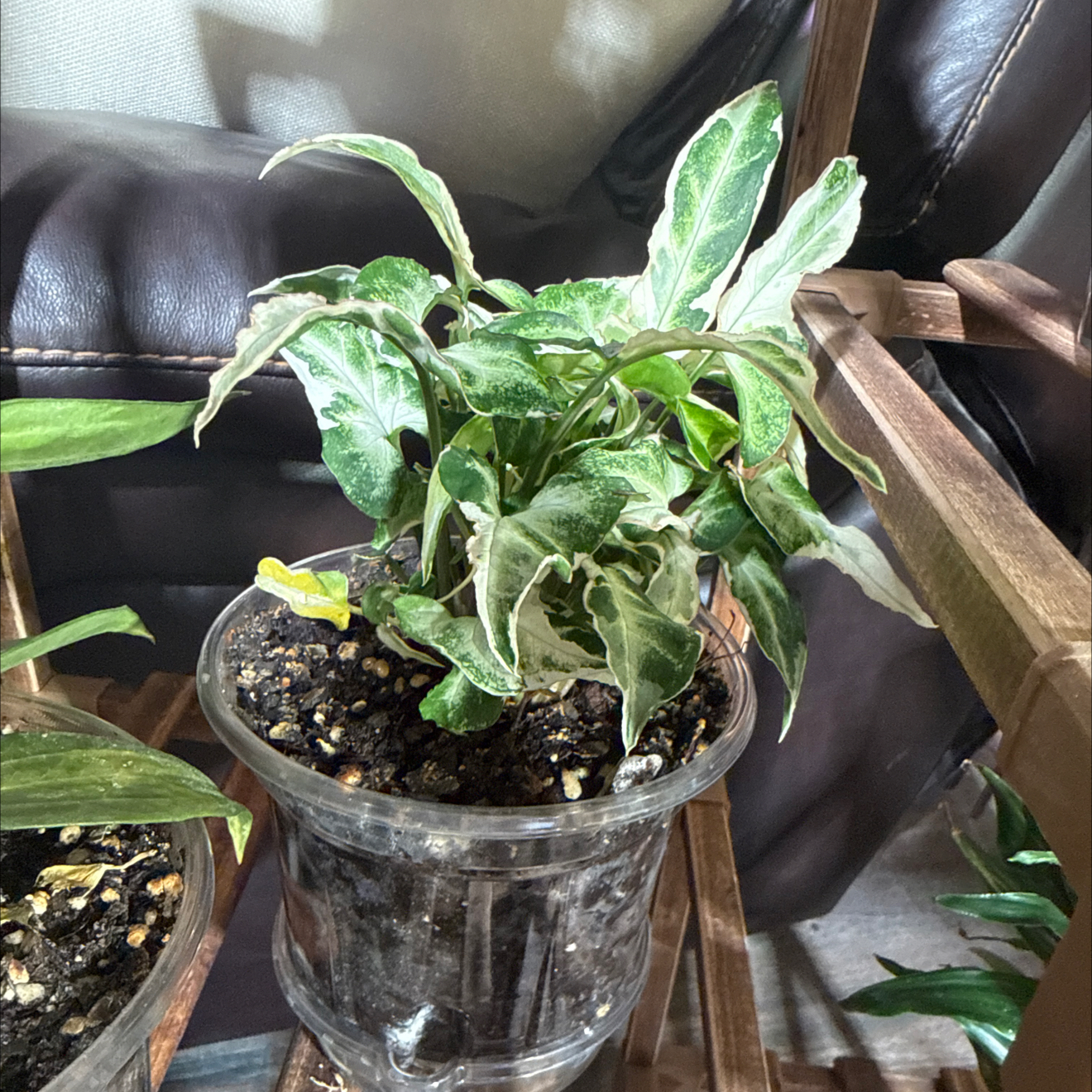 Photo of the plant species Syngonium Starlite by @CoolScholartree named Homer on Greg, the plant care app