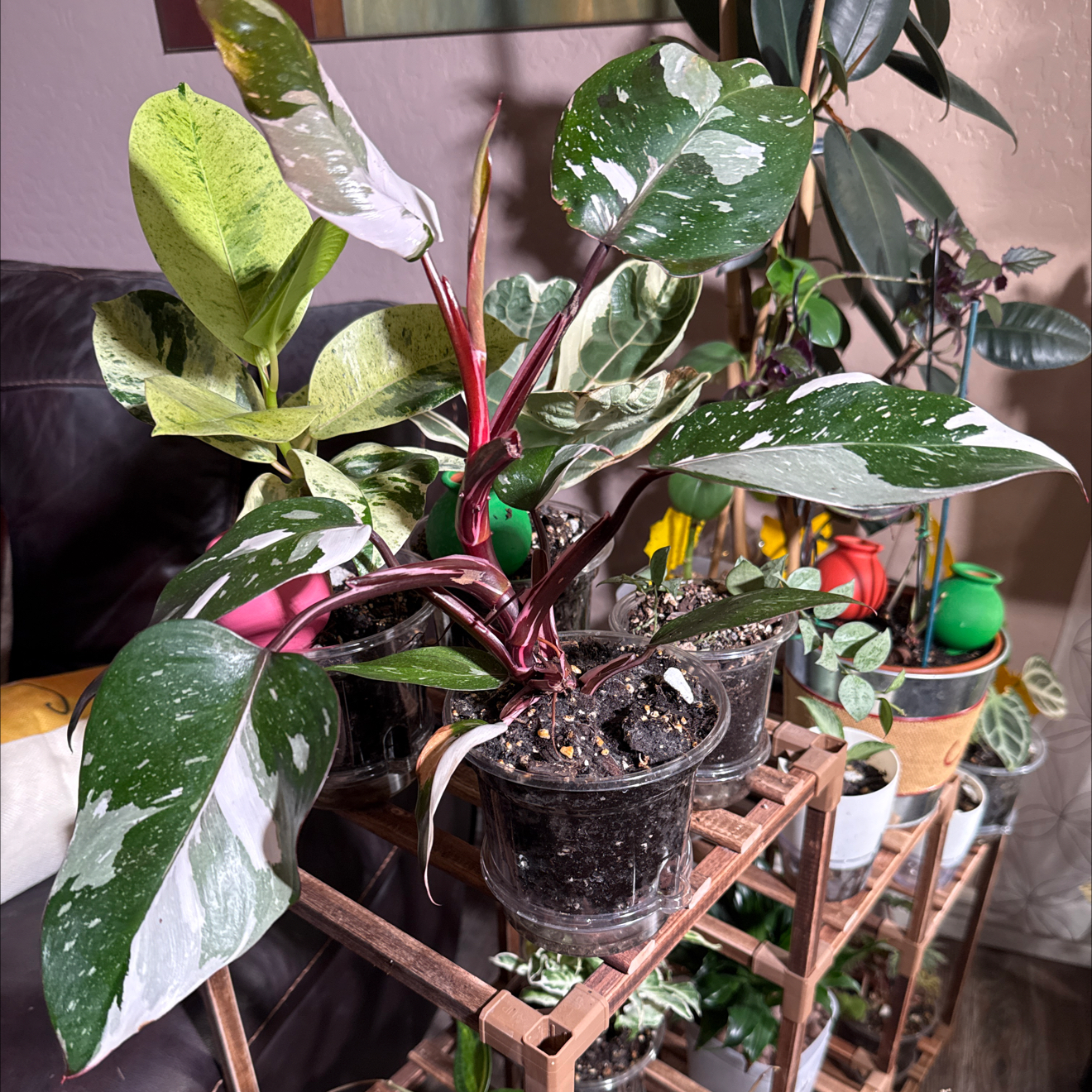 Photo of the plant species Philodendron 'Red Anderson' by @CoolScholartree named Sproutacus on Greg, the plant care app