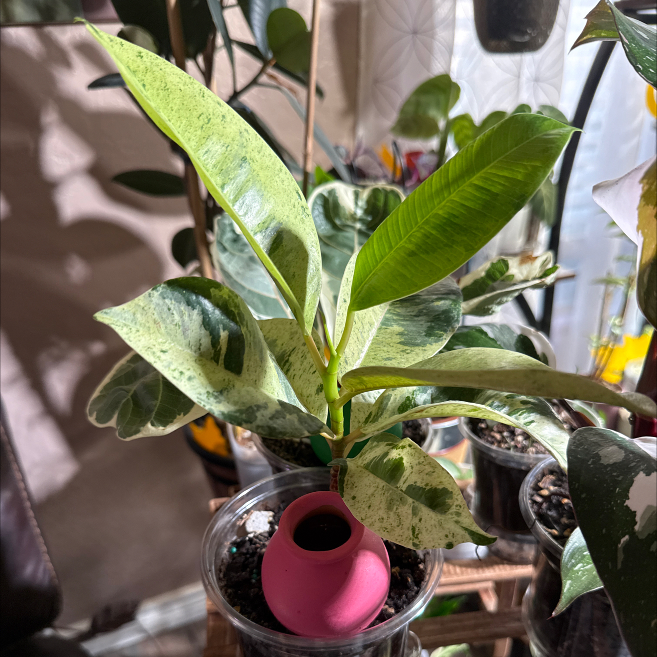 Photo of the plant species Ficus Moonshine by @CoolScholartree named Osmo on Greg, the plant care app