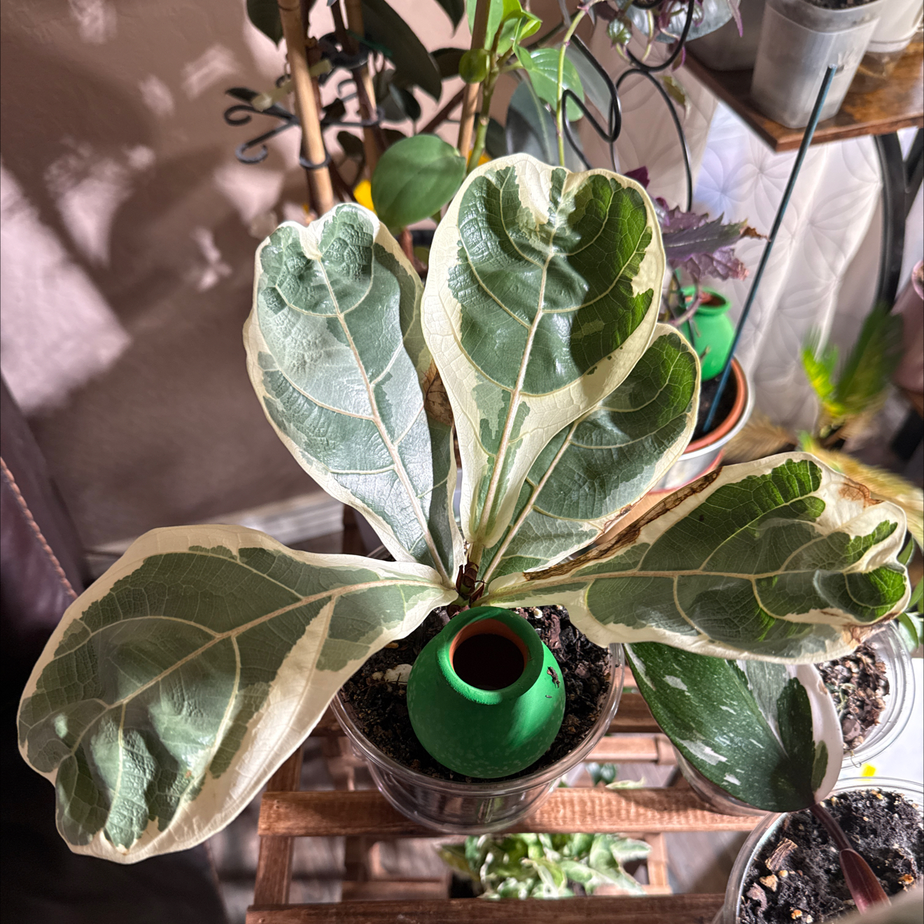 Photo of the plant species Variegated Fiddle Leaf Fig by @CoolScholartree named Fiji4 on Greg, the plant care app
