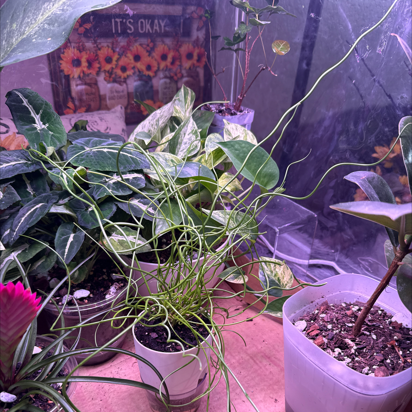 Photo of the plant species Corkscrew Plant by @CoolScholartree named Daphne on Greg, the plant care app