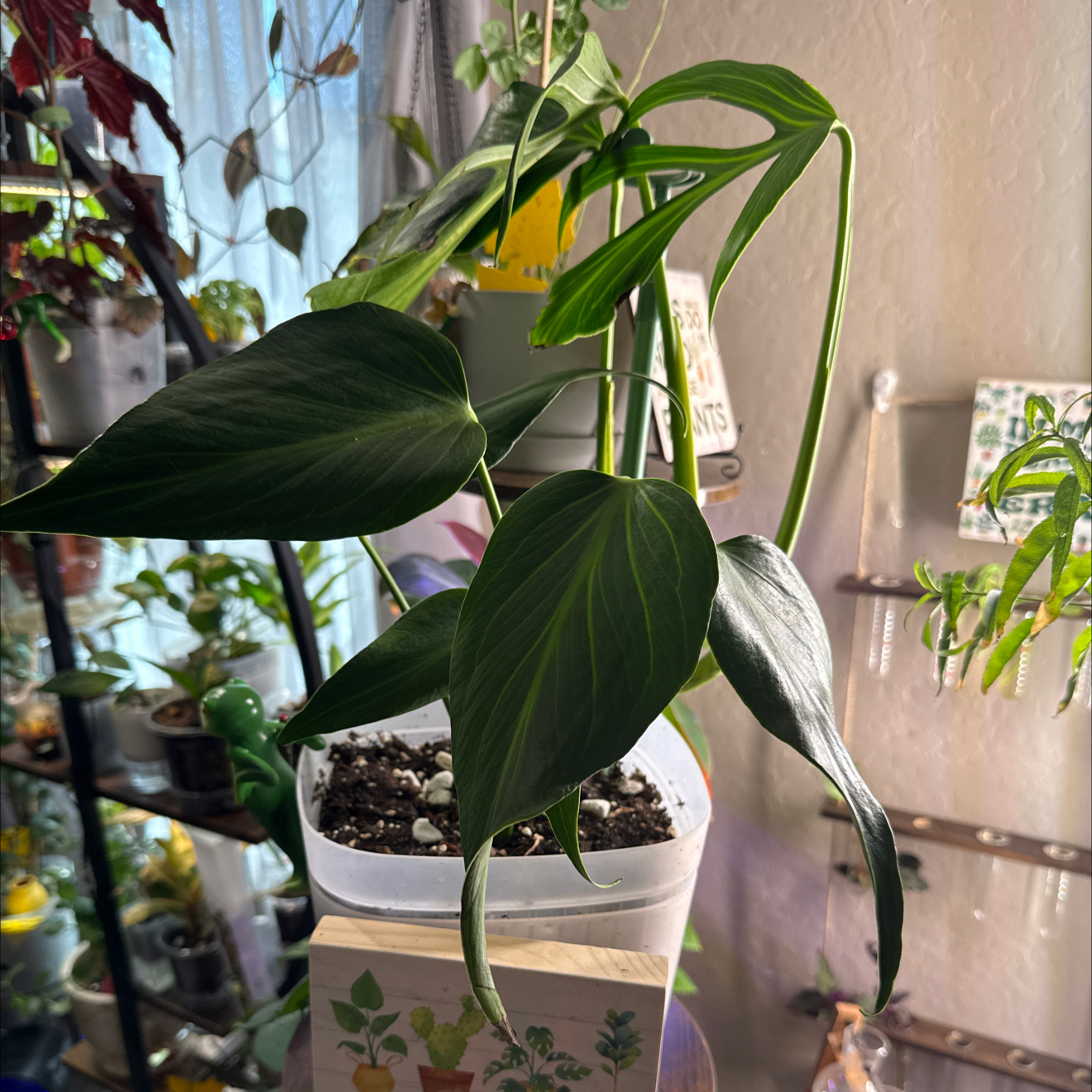 Photo of the plant species Monstera 'Burle Marx Flame' by @CoolScholartree named Marley on Greg, the plant care app