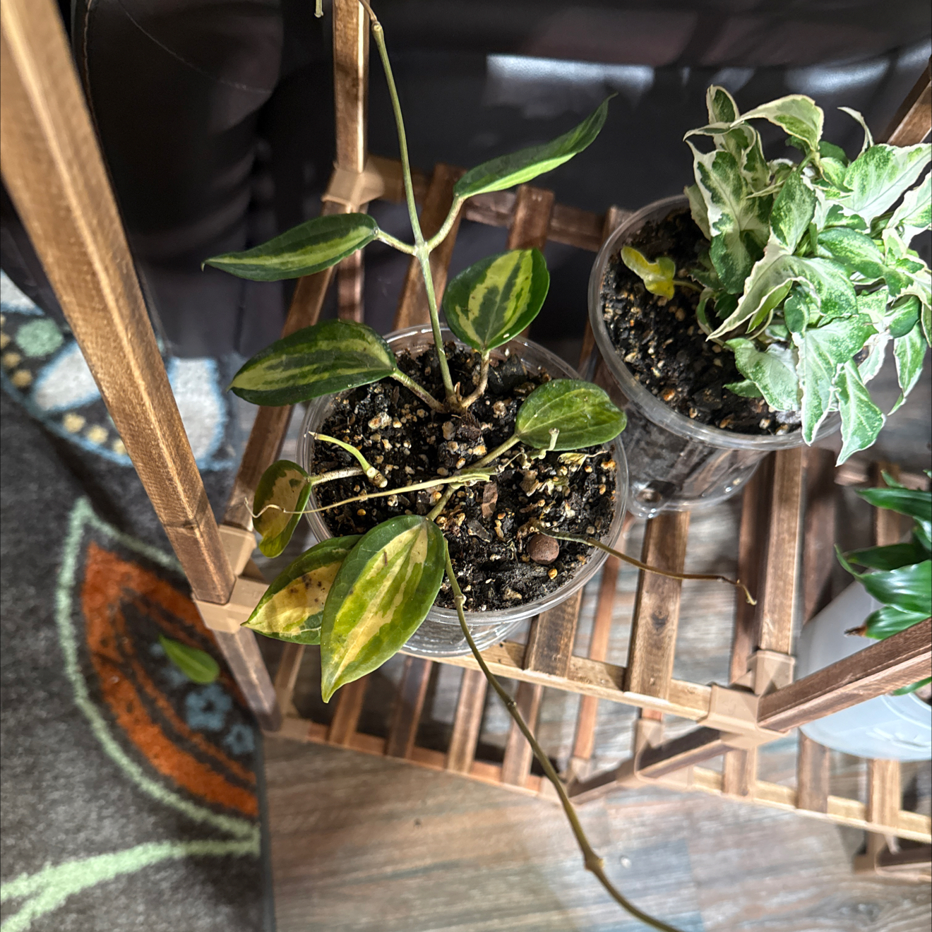 Photo of the plant species hoya burtoniae variegata by @CoolScholartree named Elina on Greg, the plant care app