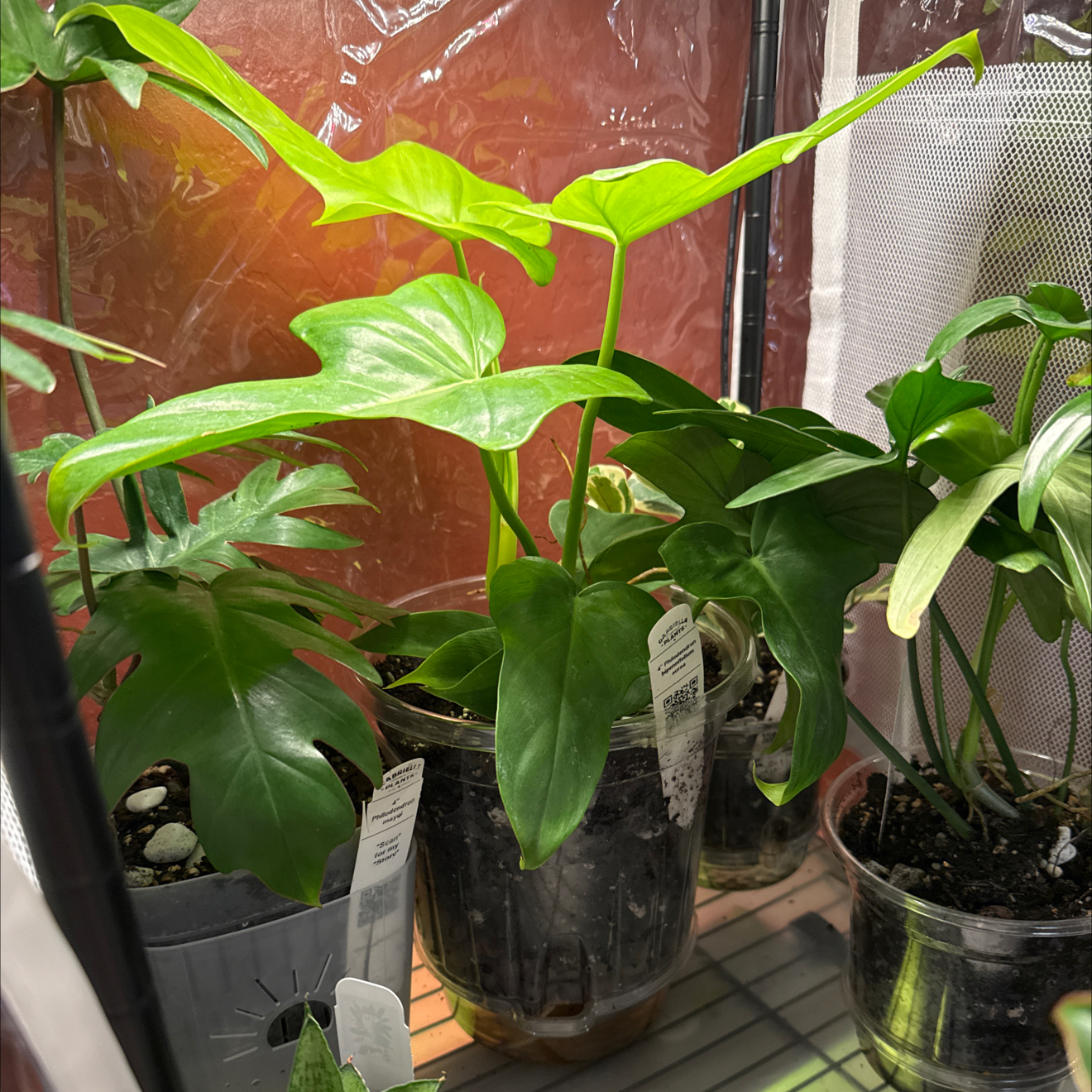 Photo of the plant species Philodendron Gold Violin by @CoolScholartree named Gobi on Greg, the plant care app