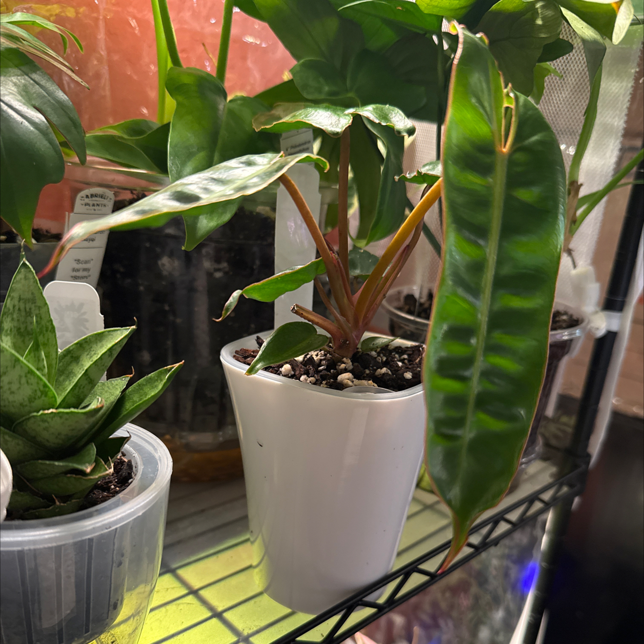 Photo of the plant species Philodendron billietiae by @CoolScholartree named Daphne on Greg, the plant care app