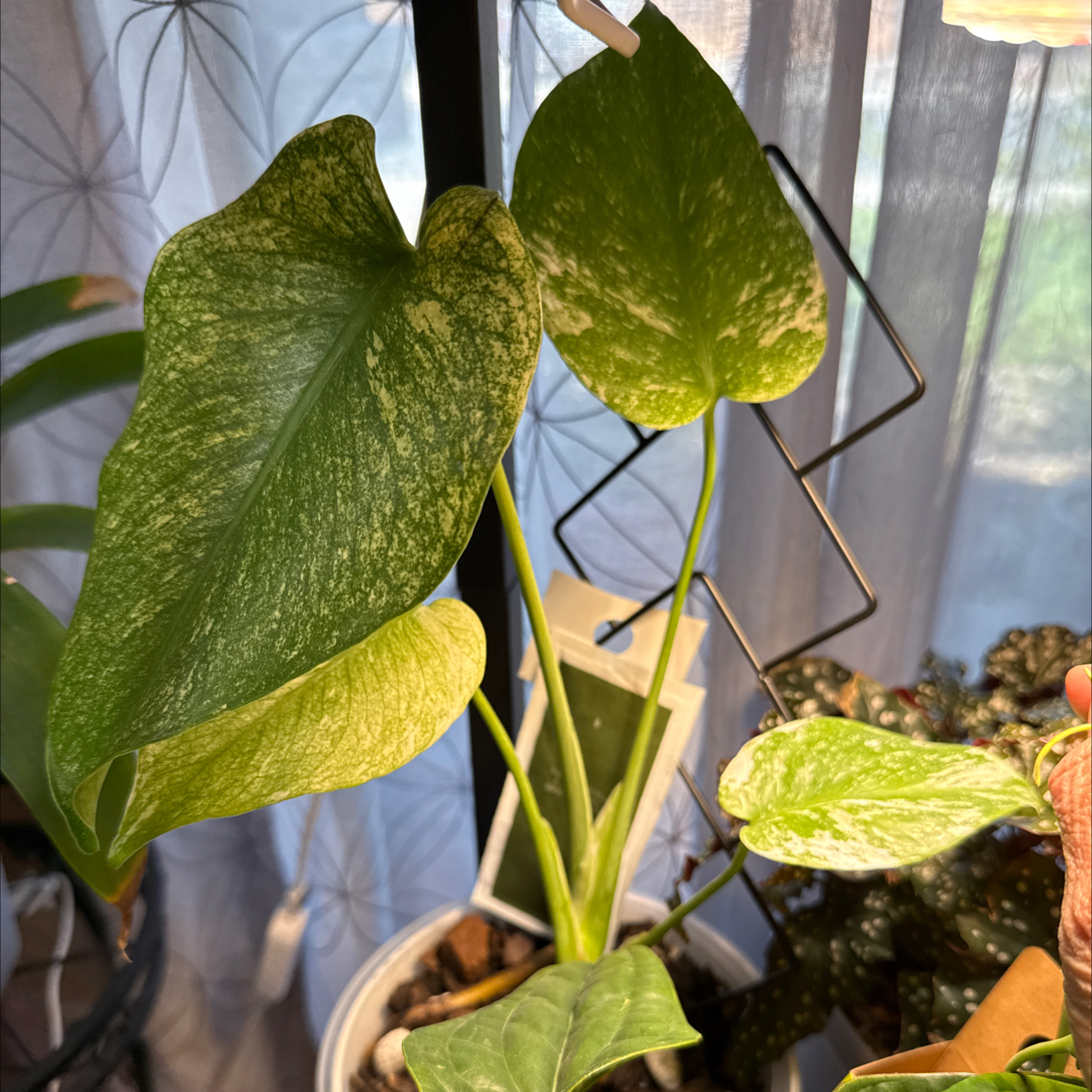 Photo of the plant species Monstera deliciosa 'Mint Variegata' by @CoolScholartree named Austen on Greg, the plant care app