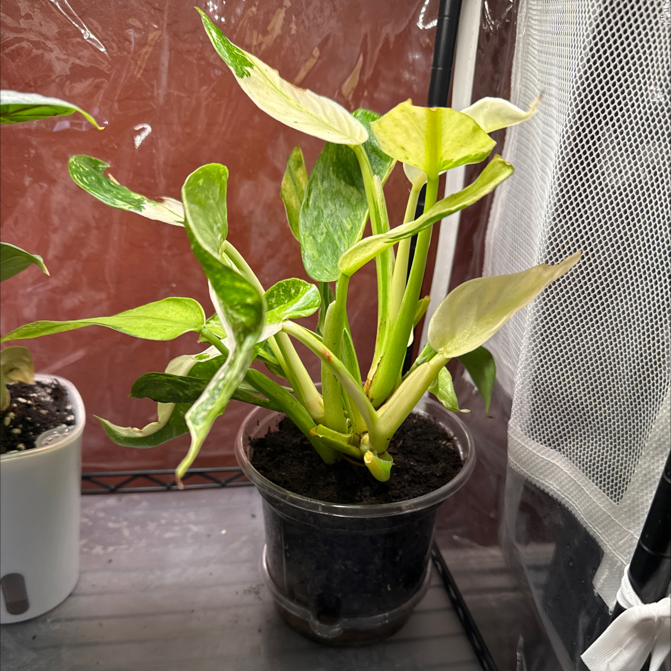Photo of the plant species Philodenron Jose Buono by @CoolScholartree named Leonardo on Greg, the plant care app