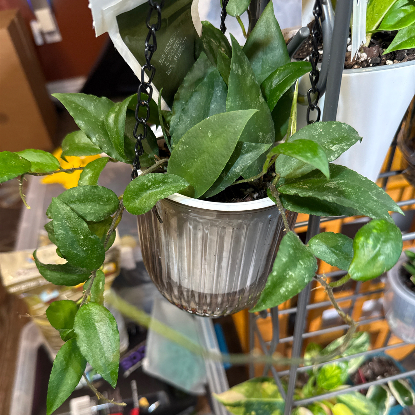 Photo of the plant species Hoya caudata Sumatra by @CoolScholartree named Miley on Greg, the plant care app