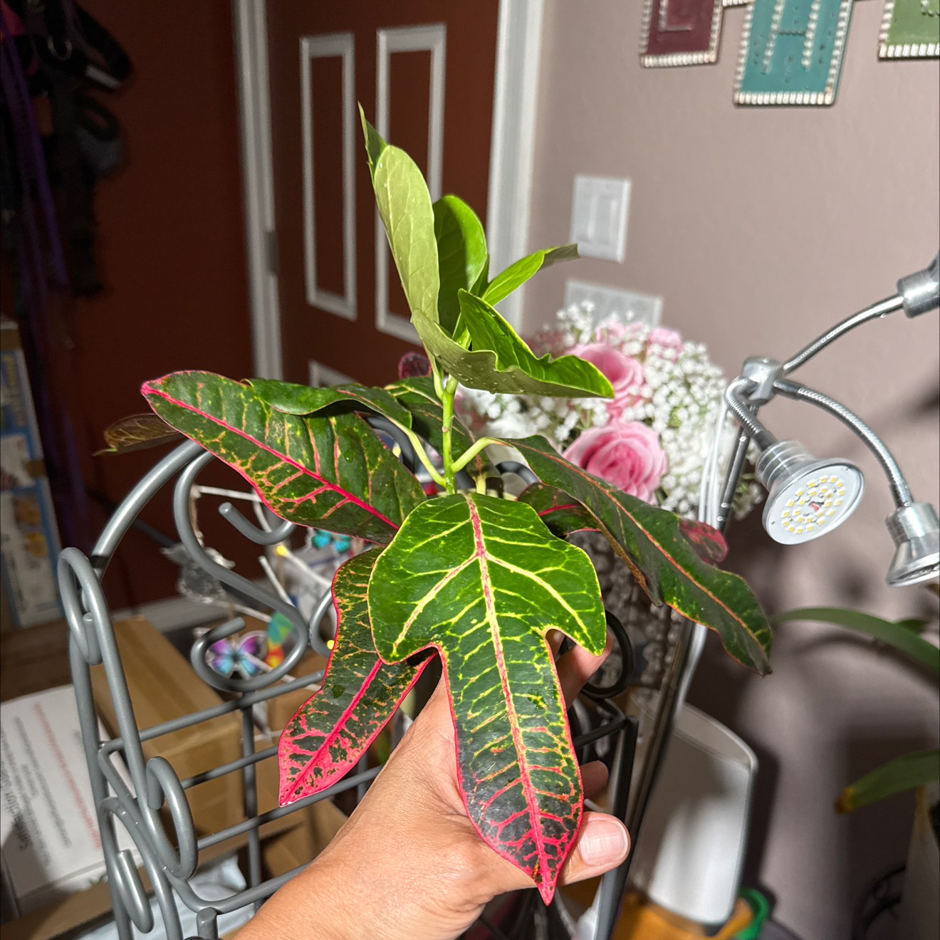 Photo of the plant species Croton 'Excellent' by @CoolScholartree named Cleopatra on Greg, the plant care app