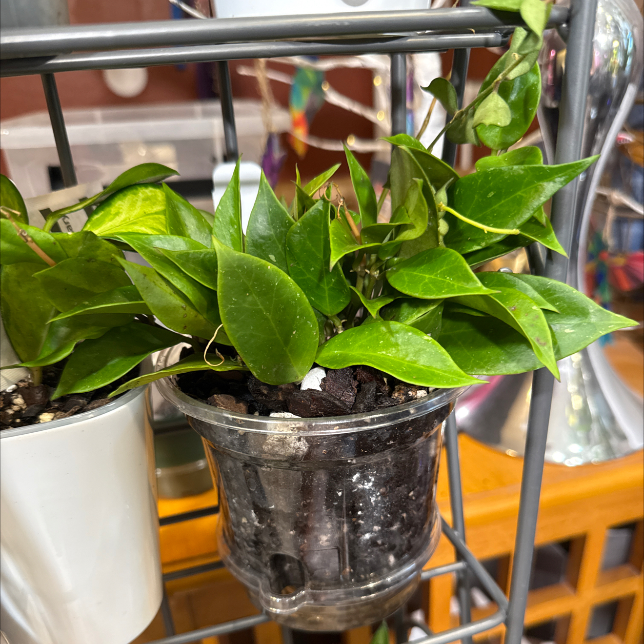 Photo of the plant species Hoya 'Sunrise' by @CoolScholartree named Plato on Greg, the plant care app
