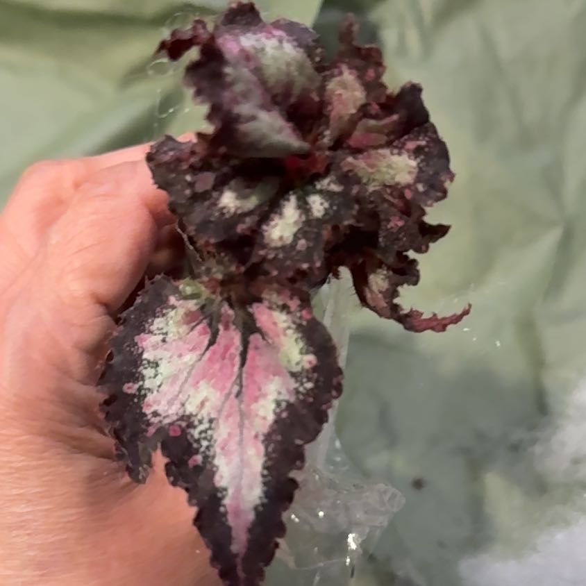 Plant care for Harmonys The Joker Begonia on Greg, the plant care app