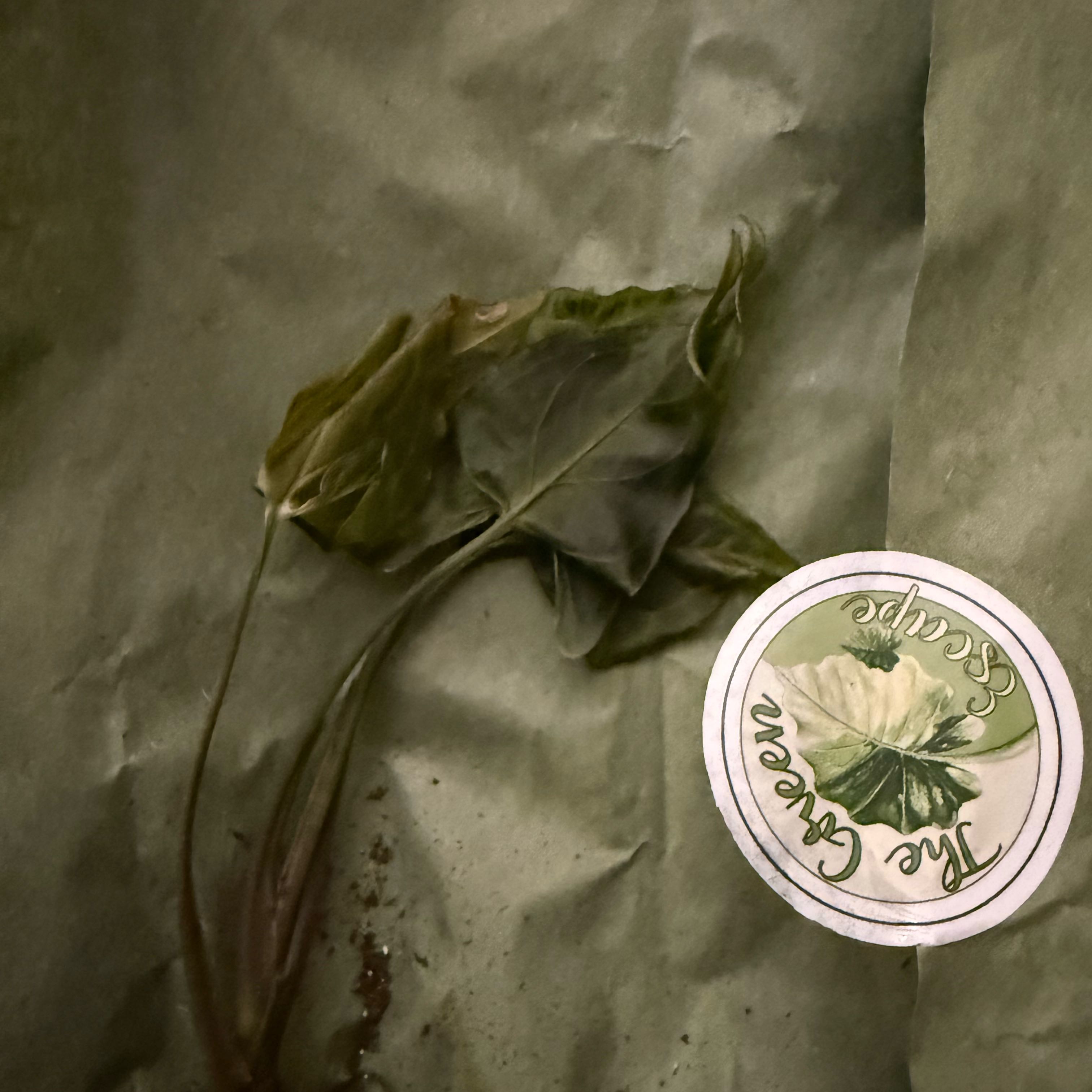 Photo of the plant species Syngonium 'Batik' by @CoolScholartree named Gobi on Greg, the plant care app