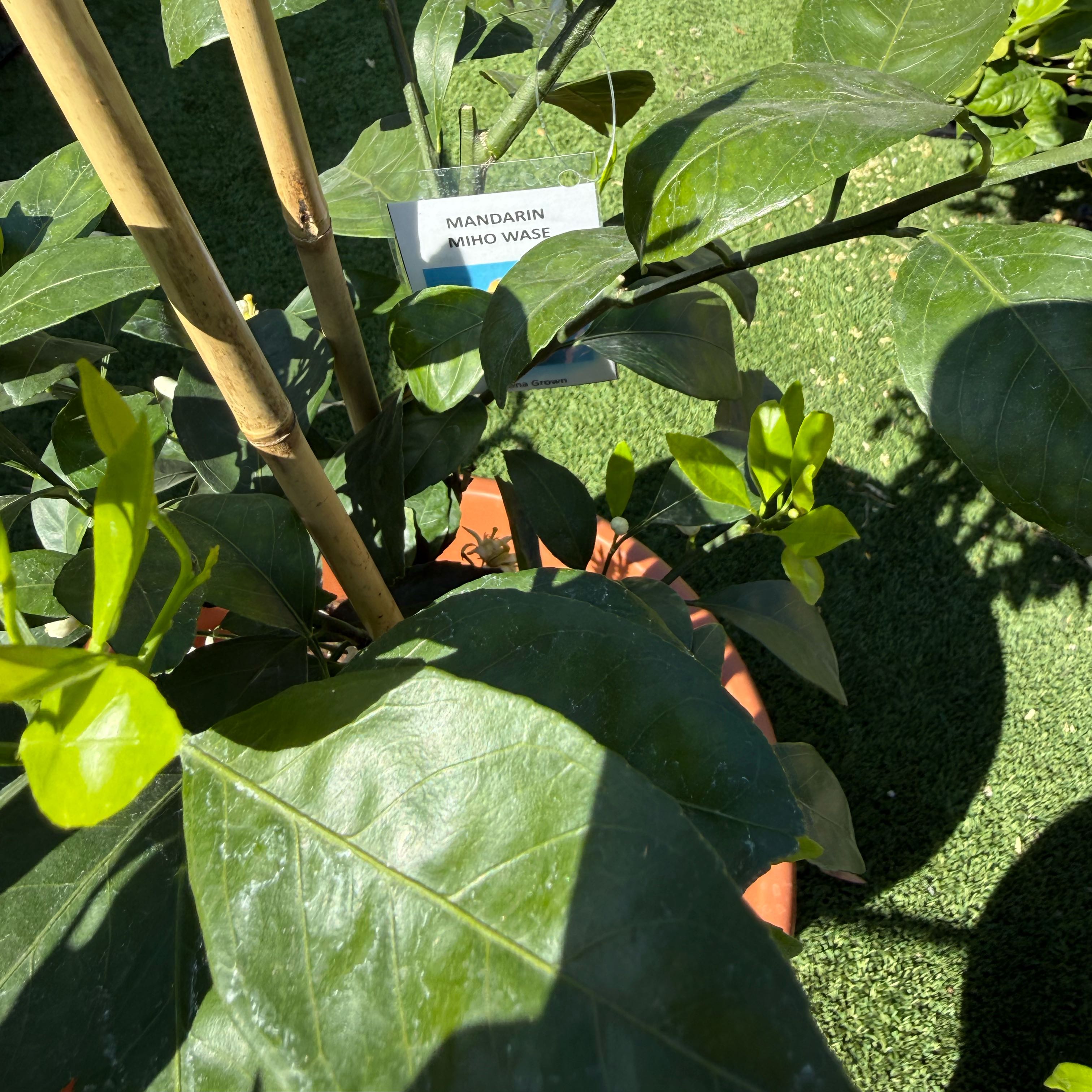 Photo of the plant species Mandarin orange by @CoolScholartree named Sigmund on Greg, the plant care app