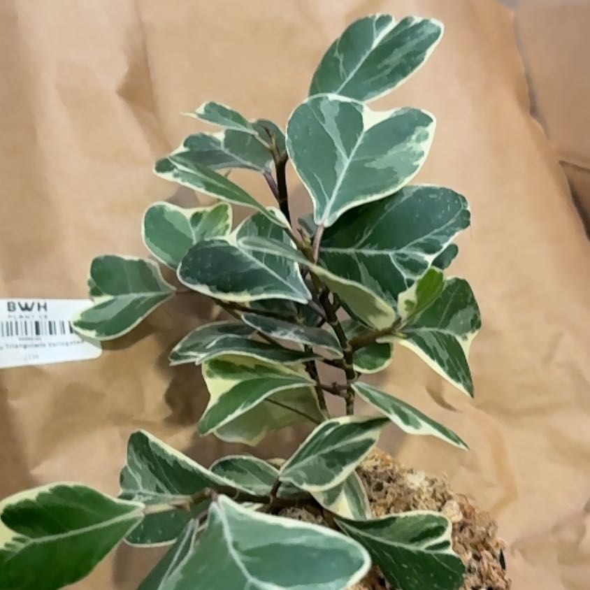 Photo of the plant species Ficus Triangularis by @CoolScholartree named Sol on Greg, the plant care app