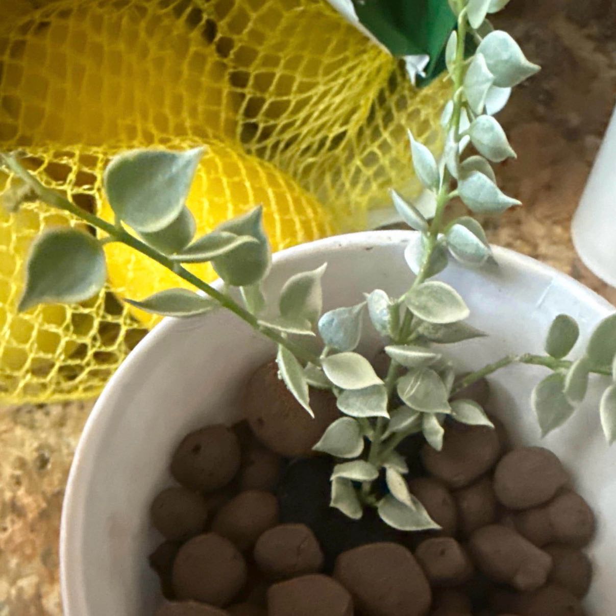 Photo of the plant species Hoya lacunosa 'Silver Mint Coin’ by @CoolScholartree named Harper on Greg, the plant care app