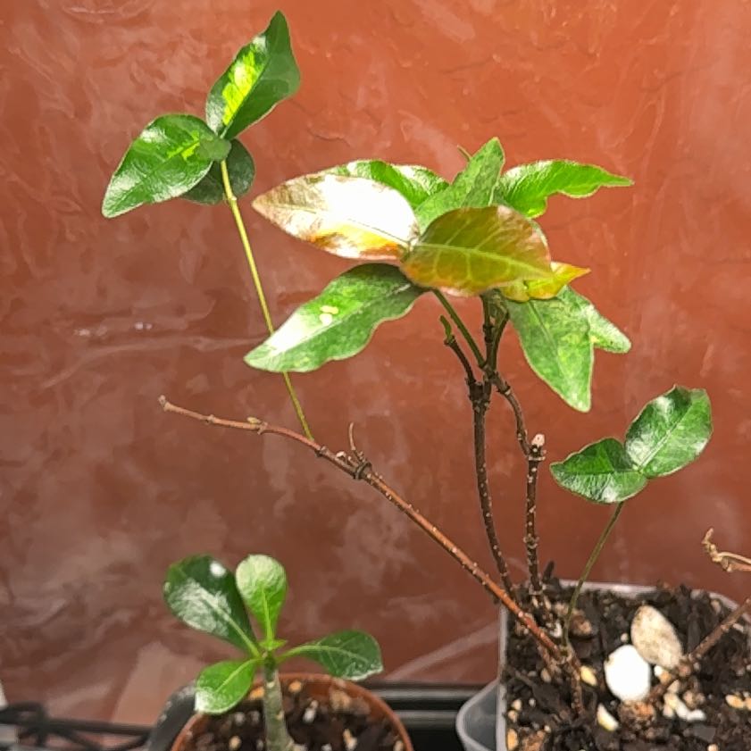 Photo of the plant species Snow-N-Summer Asiatic Jasmine by @CoolScholartree named Hemingway on Greg, the plant care app