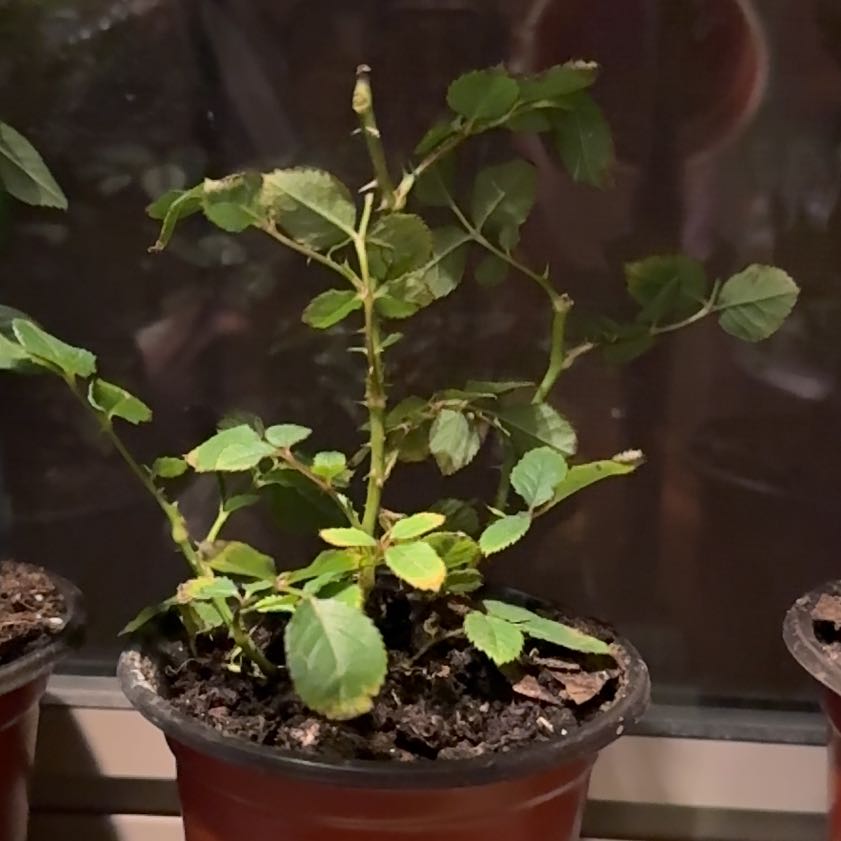Photo of the plant species Miniature Rose by @CoolScholartree named Sproutacus on Greg, the plant care app