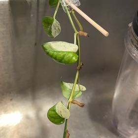 Photo of the plant species Marble Epipremnum Pinnatum by @CoolScholartree named Homer on Greg, the plant care app