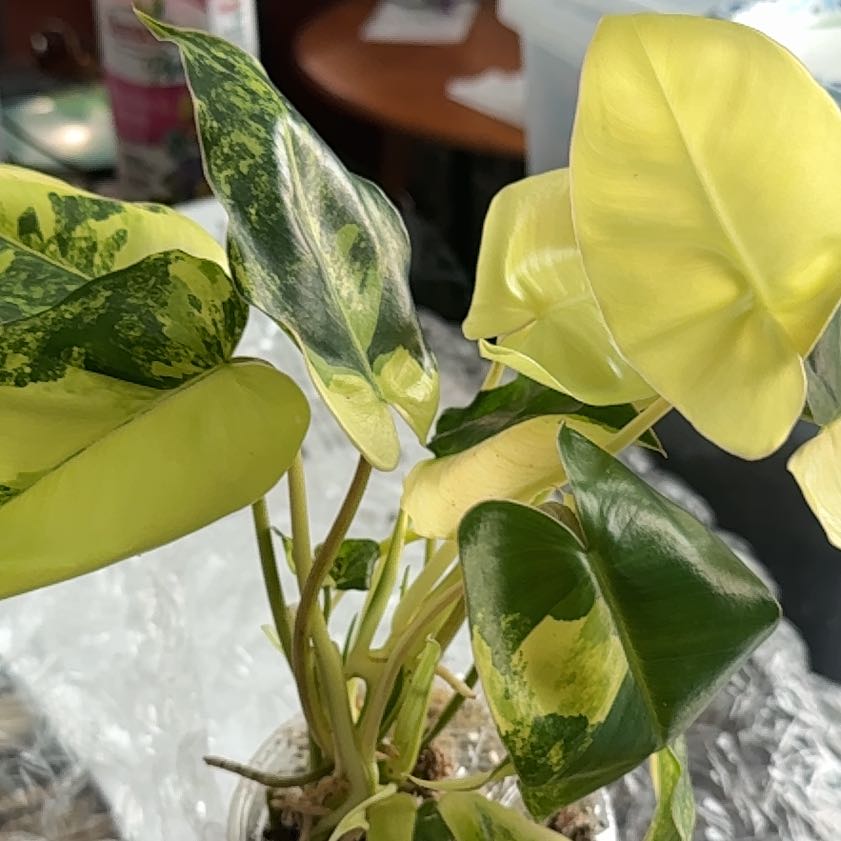 Photo of the plant species Burle Marx Variegata by @CoolScholartree named Burley on Greg, the plant care app
