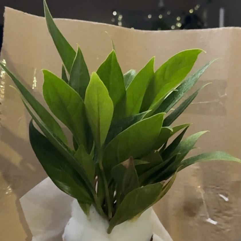 Photo of the plant species Anthurium Cobra by @CoolScholartree named Sproutacus on Greg, the plant care app