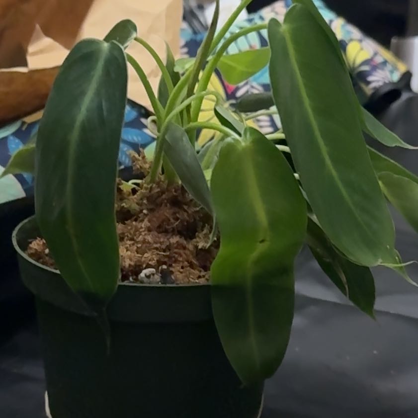 Photo of the plant species Philodendron Spiritus Sancti by @CoolScholartree named Willow on Greg, the plant care app