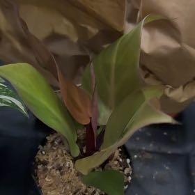 Photo of the plant species McColley's Finale by @CoolScholartree named Cleopatra on Greg, the plant care app