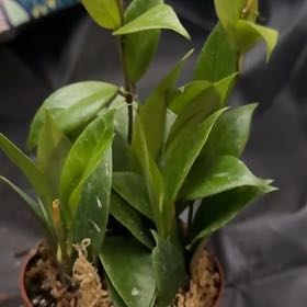 Photo of the plant species Hoya 'Sunrise' by @CoolScholartree named Plato on Greg, the plant care app