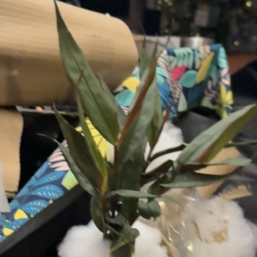 Photo of the plant species Alpinia 'Red Rubin' by @CoolScholartree named Hemingway on Greg, the plant care app