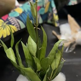 Photo of the plant species Hoya lacunosa ‘Mint’ by @CoolScholartree named Emerson on Greg, the plant care app