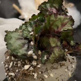 Photo of the plant species Begonia 'Macarena' by @CoolScholartree named Emerson on Greg, the plant care app