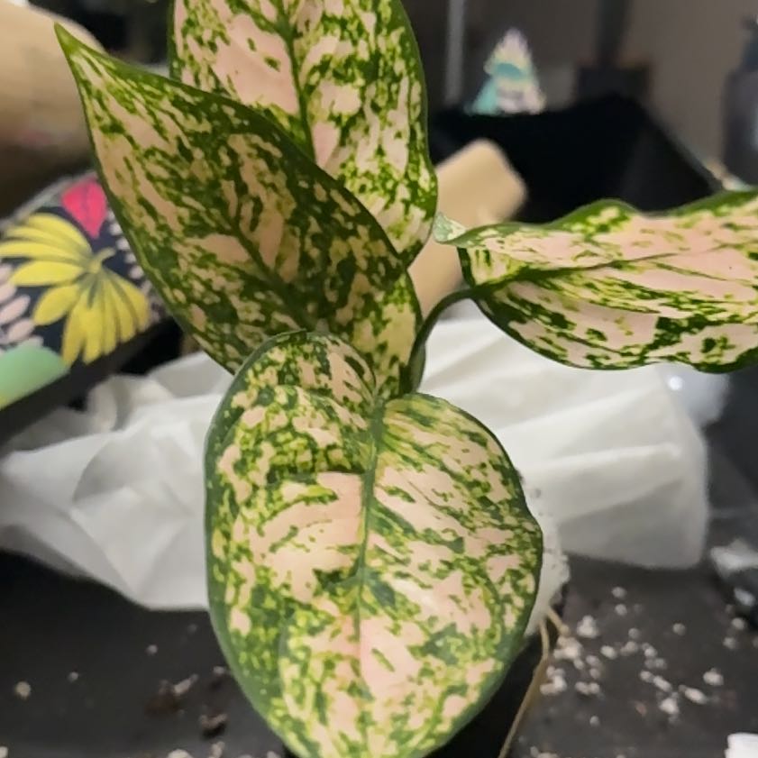 Photo of the plant species Chinese Evergreen by @CoolScholartree named Mollie on Greg, the plant care app