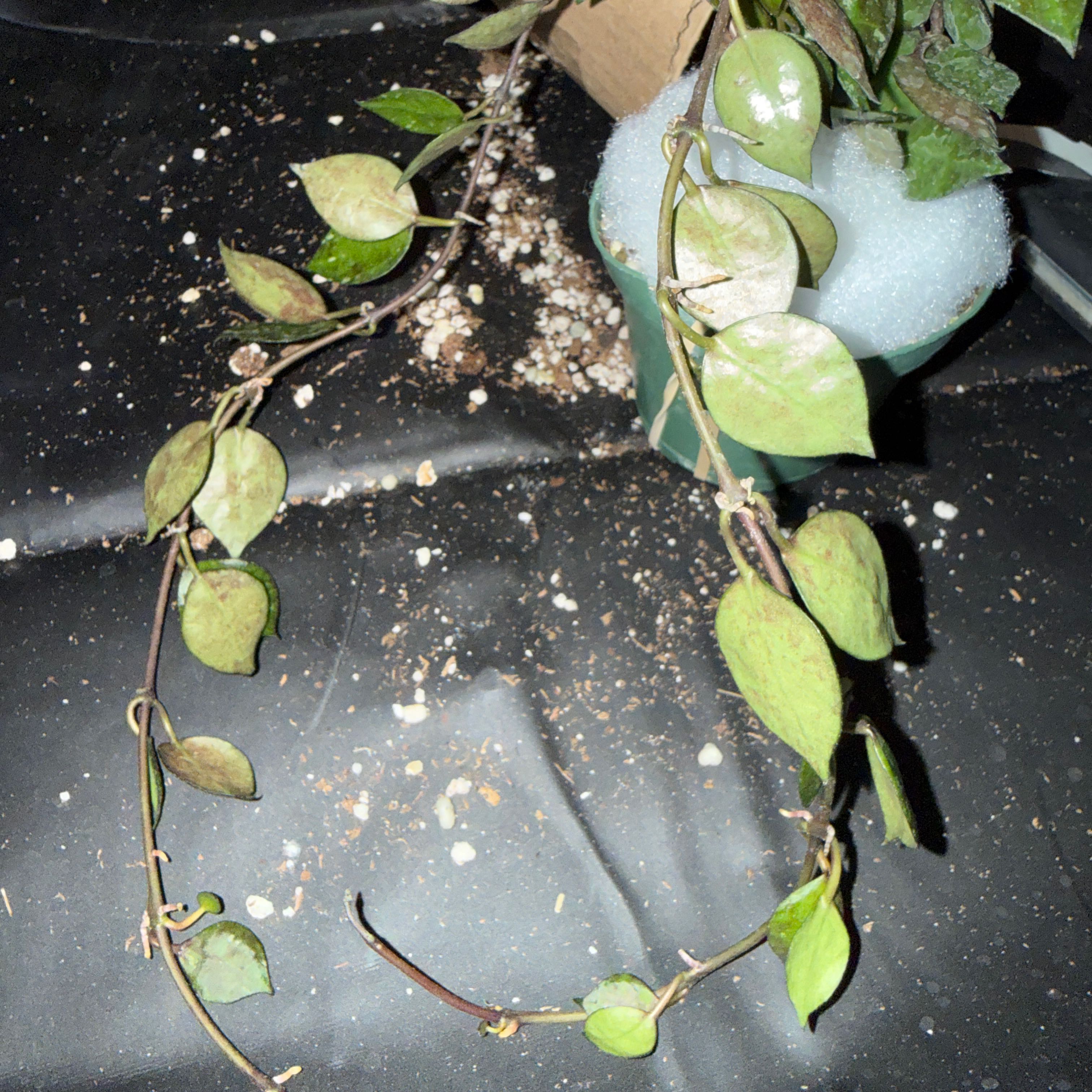 Photo of the plant species Hoya lacunosa 'Black Coin' by @CoolScholartree named Aria on Greg, the plant care app