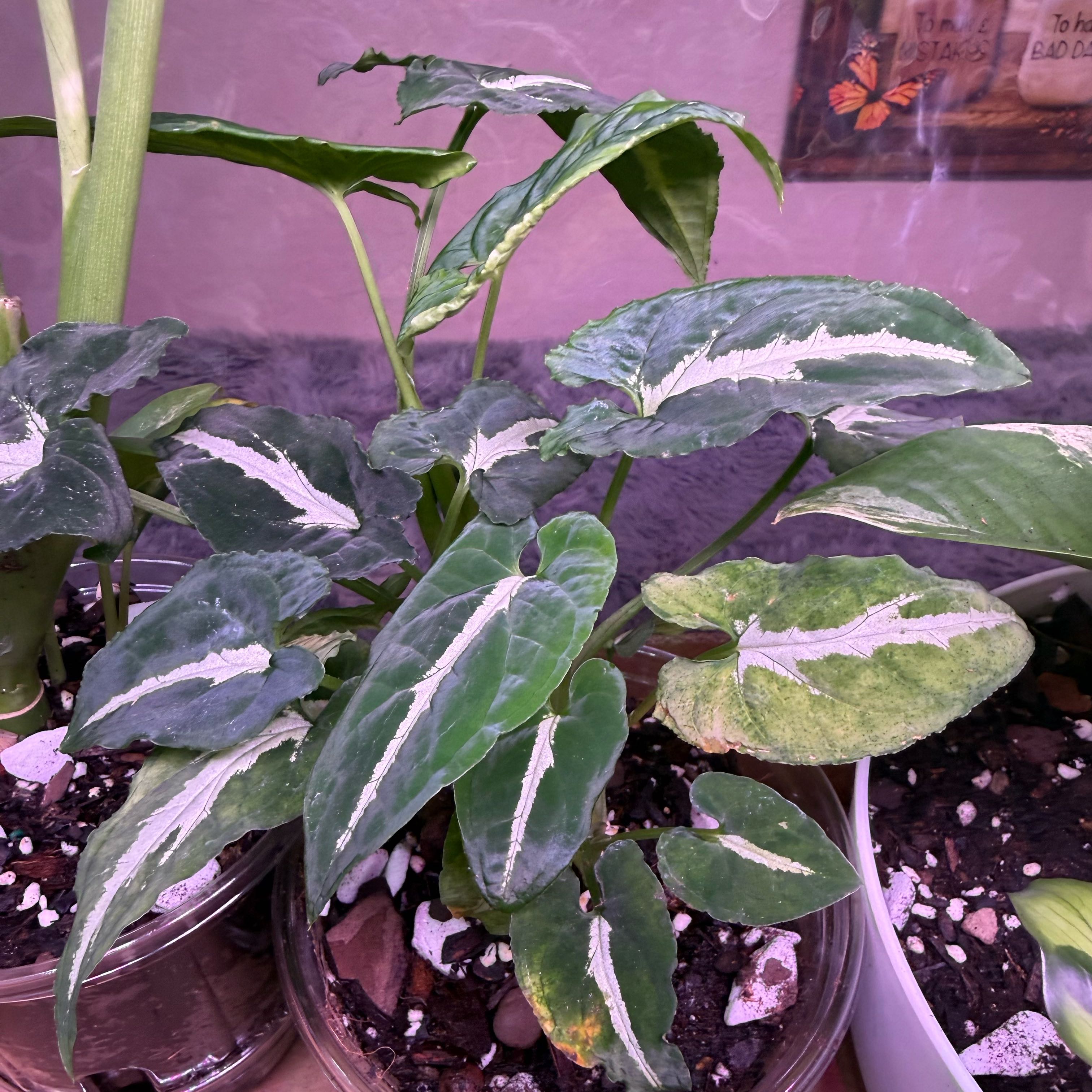 Photo of the plant species Syngonium wendlandii by @CoolScholartree named Drake on Greg, the plant care app