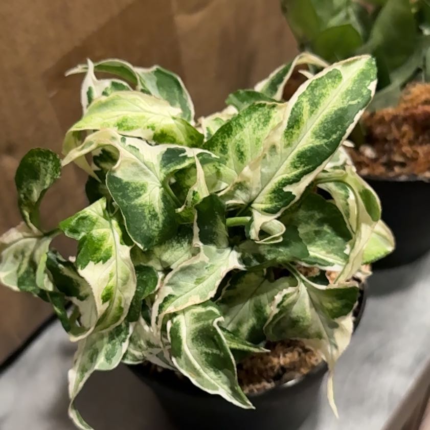 Photo of the plant species Syngonium Starlite by @CoolScholartree named Homer on Greg, the plant care app