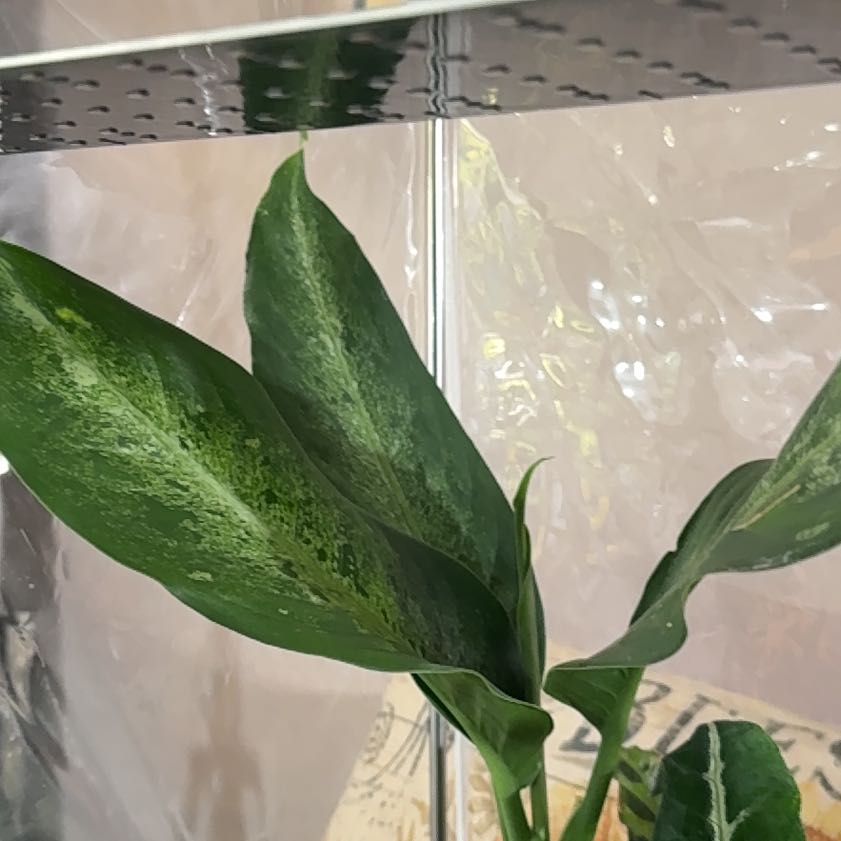 Photo of the plant species Dieffenbachia 'Panther' by @CoolScholartree named ChloroPhil on Greg, the plant care app