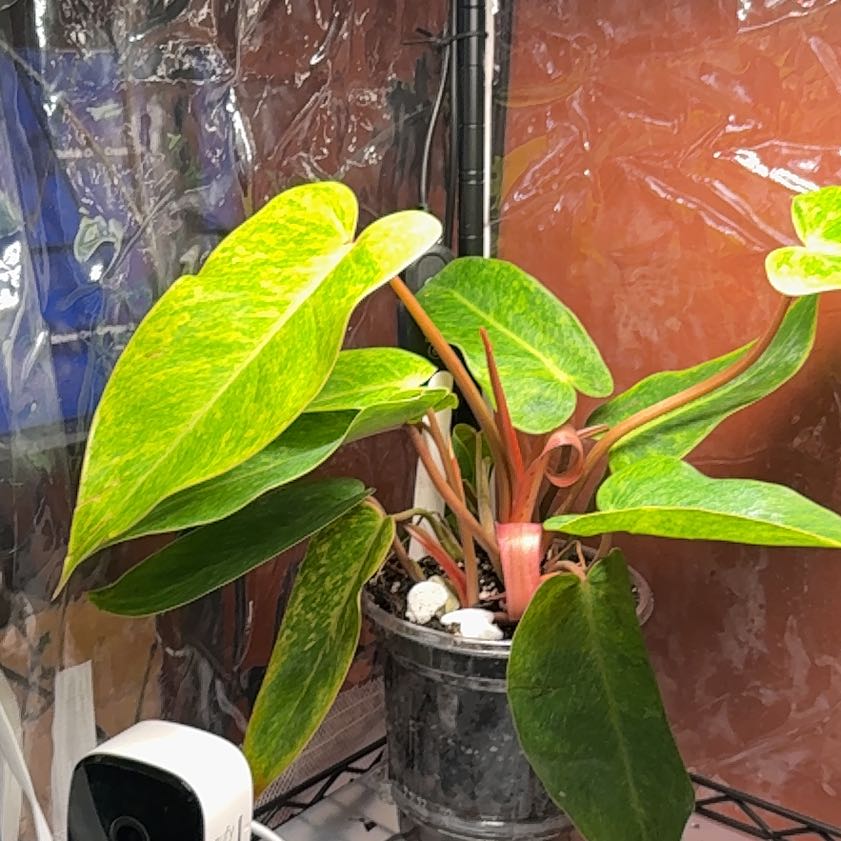 Photo of the plant species Philodendron Painted Lady by @CoolScholartree named Eva on Greg, the plant care app
