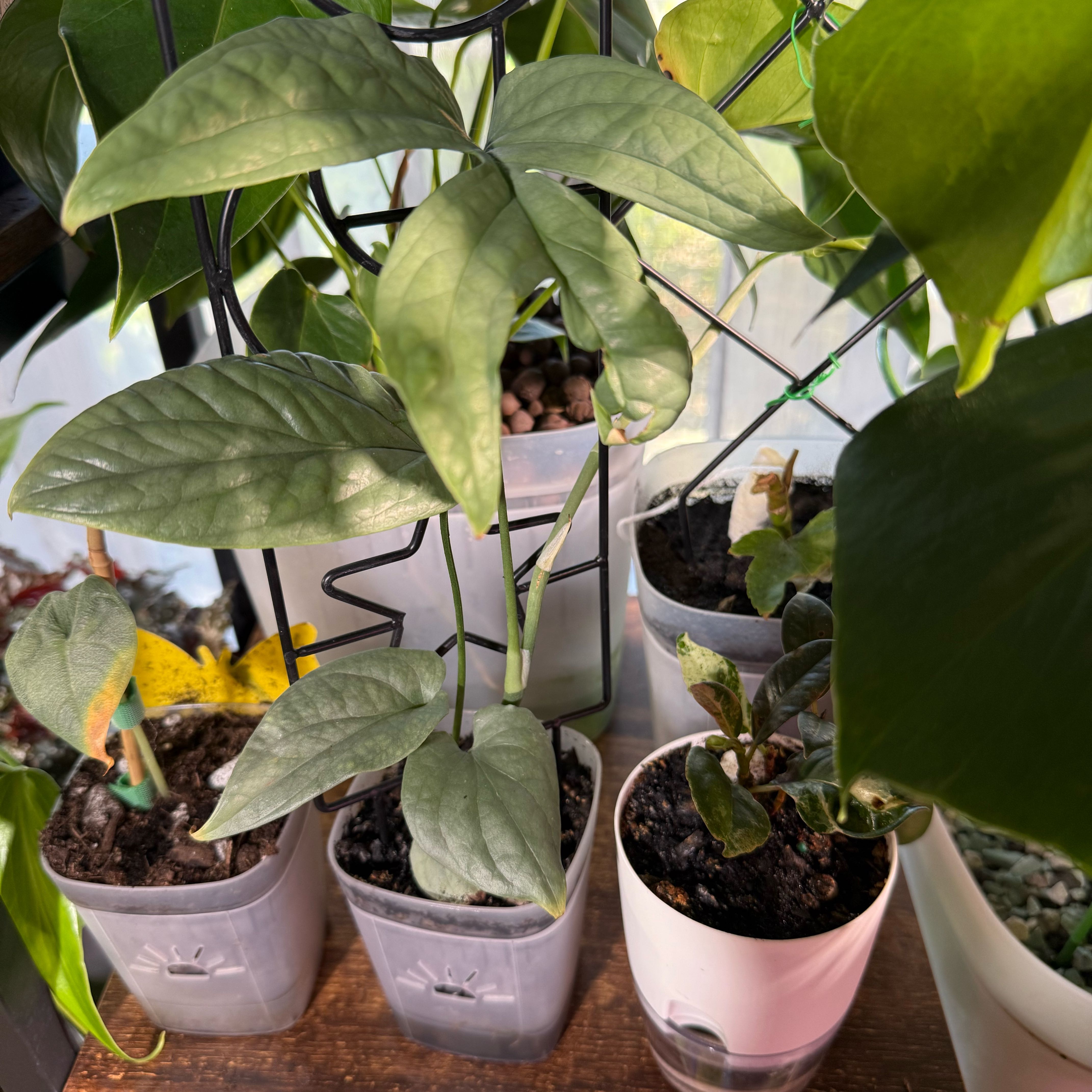 Photo of the plant species Amydrium 'Spider Man' by @CoolScholartree named Peter Parker on Greg, the plant care app