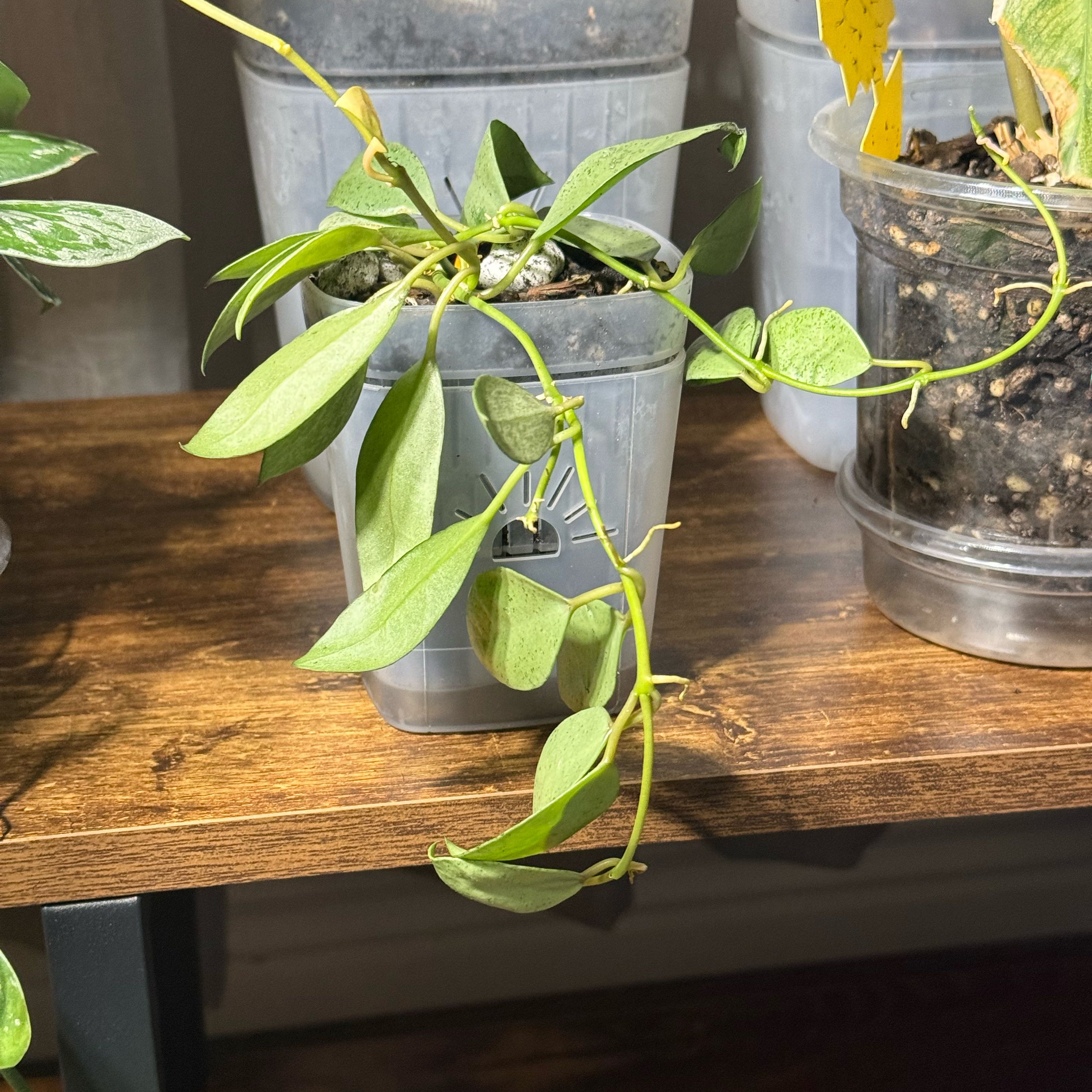 Photo of the plant species Hoya lacunosa Silver 'Long Leaf' by @CoolScholartree named Wall-E on Greg, the plant care app