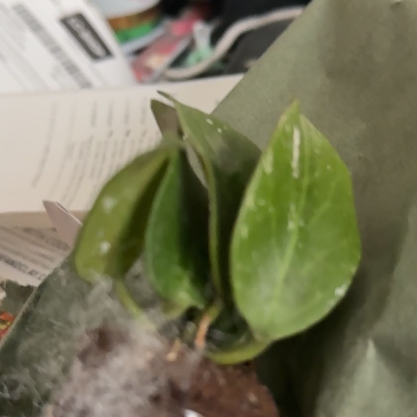 Photo of the plant species Hoya 'Sunrise' by @CoolScholartree named Zion on Greg, the plant care app
