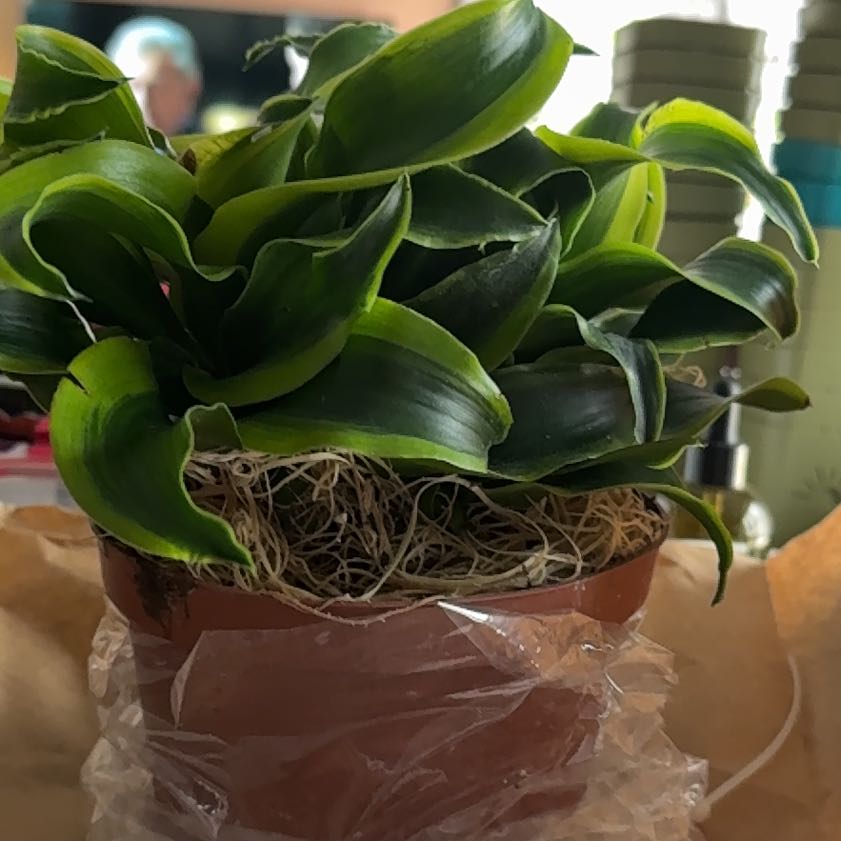 Photo of the plant species Dracaena 'Tornado' by @CoolScholartree named Nemo on Greg, the plant care app
