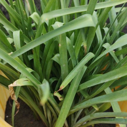 Photo of the plant species Polianthes tuberosa by @GenuineWychelm named Aristotle on Greg, the plant care app