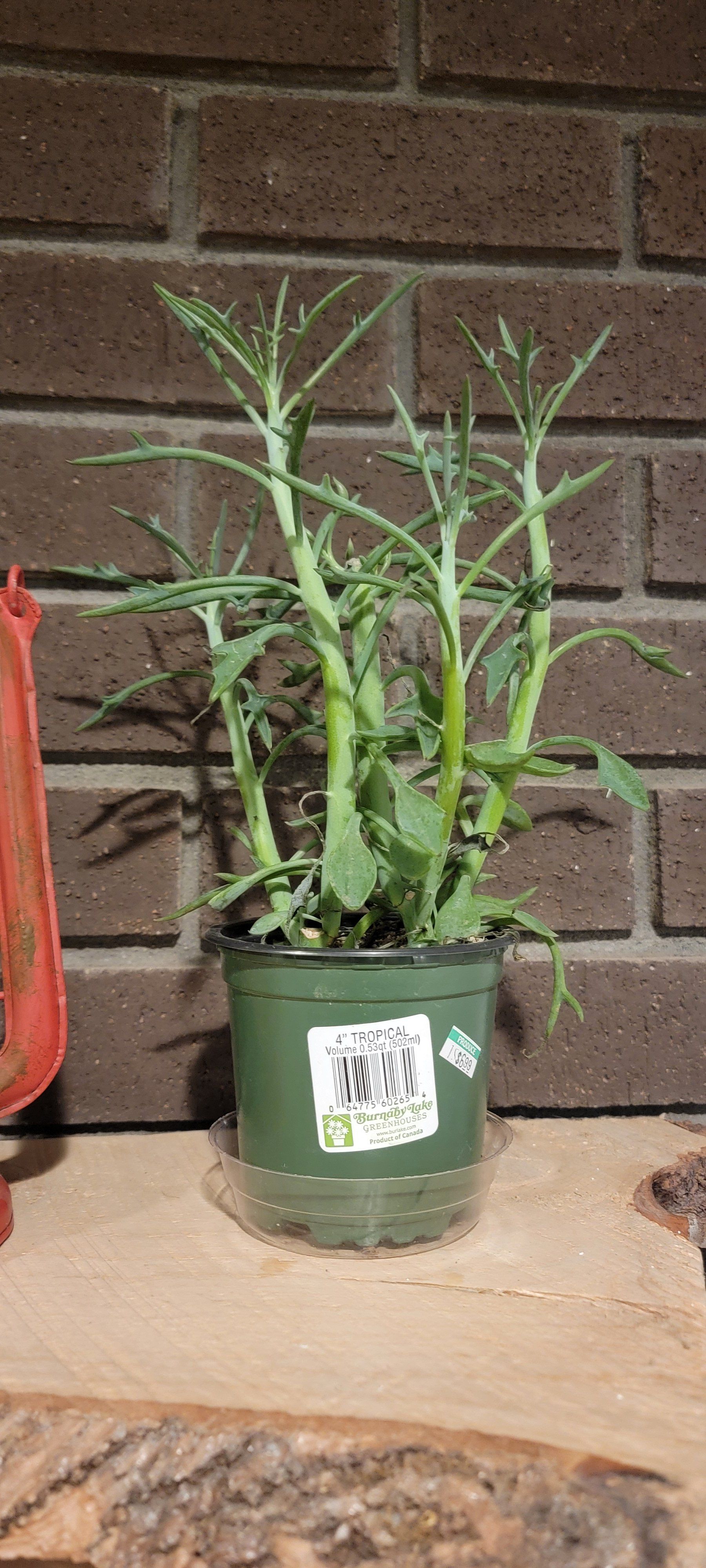 Photo of the plant species Senecio kleiniiformis by @AceBowerwattle named Sigmund on Greg, the plant care app