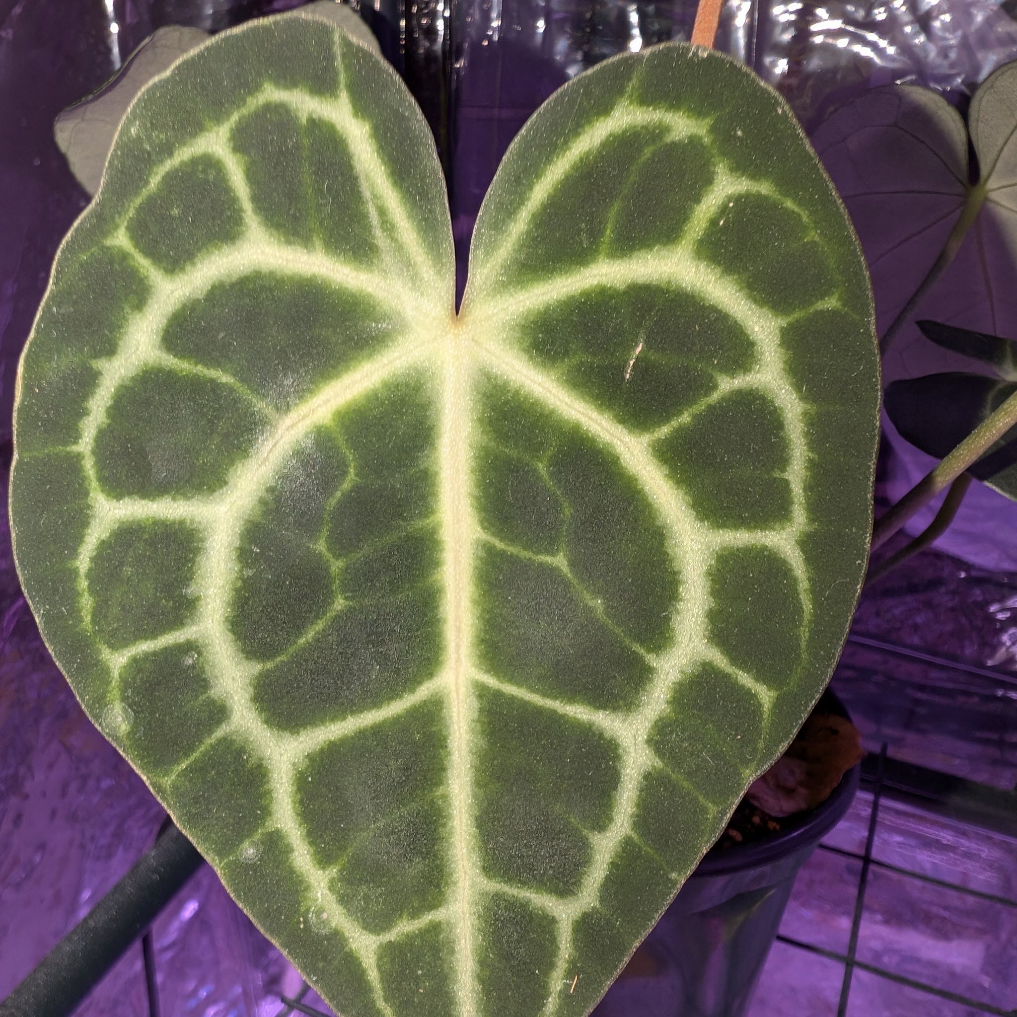 Anthurium clarinervium 'Velvet Cardboard'