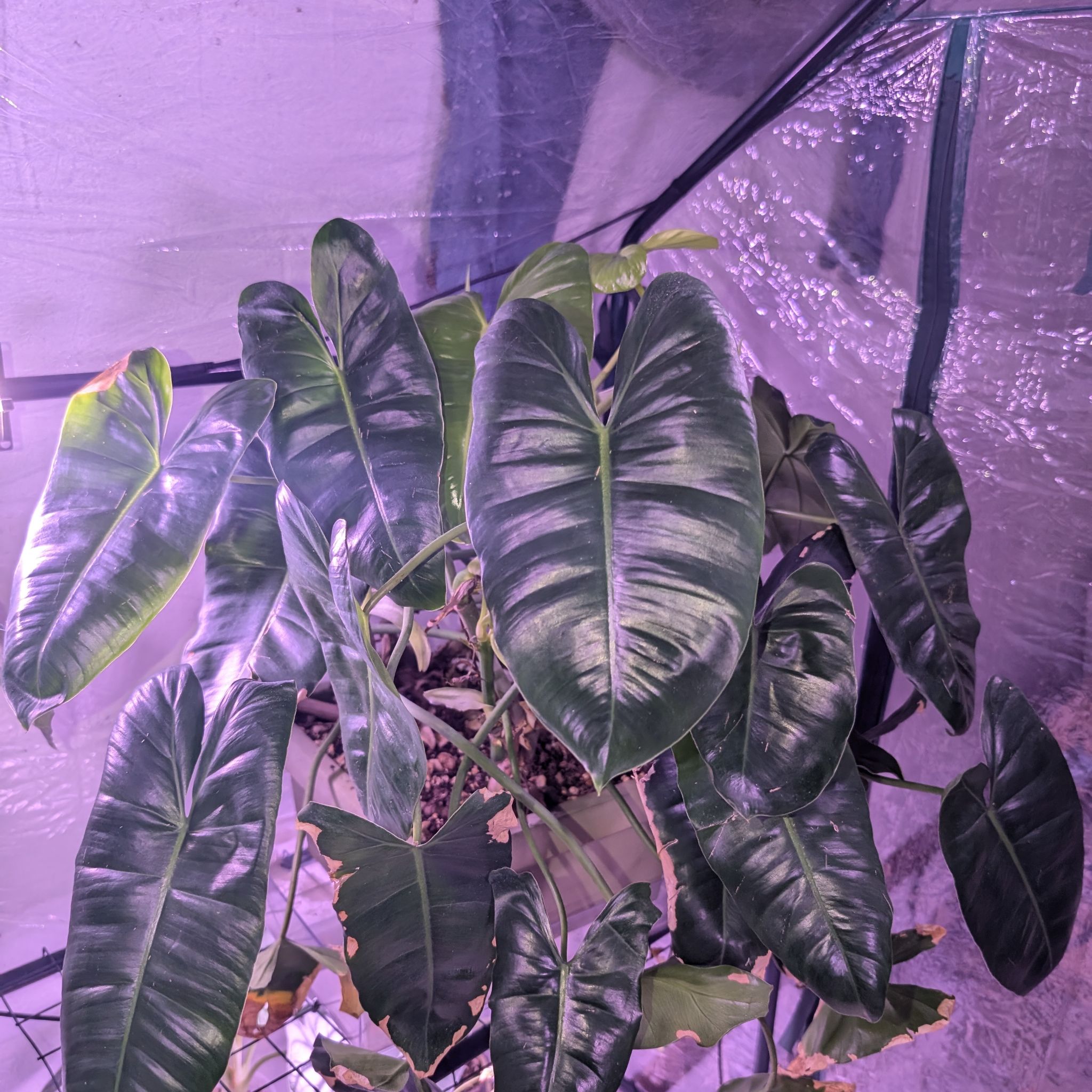 Philodendron Burle Marxii 'Marx'